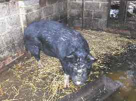 A Berkshire sow