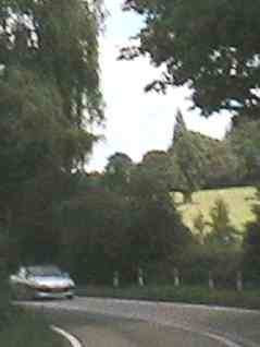 The aged Poplar tree, visible from the bend in the Sindlesham road