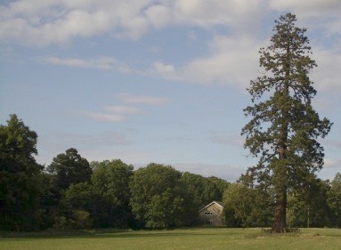The tree-lined original drive leading to Arborfield Hall, now 'Aberleigh', with a Sequoia to the right.