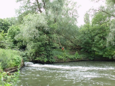Below the weir, showing a fallen Willow that continues to grow. 