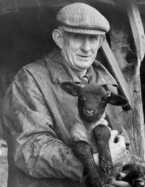 Farmer Herbert Lee, with a young lamb.