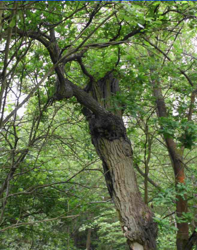Bound Oak as seen from Wokingham Lane