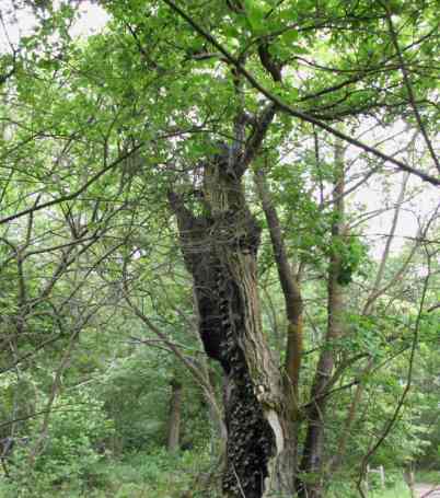 The remains of the trunk of Bound Oak, with one branch still in leaf