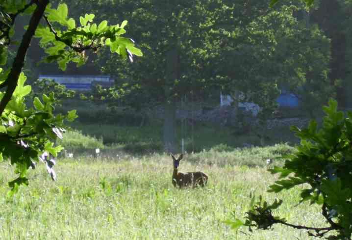 Roe deer at Ellis Hill, Arborfield. Many deer can be seen in the Coombes